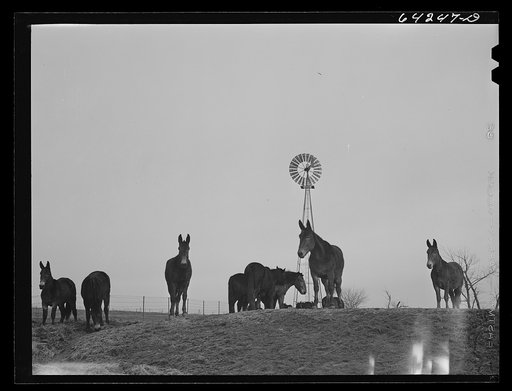 Chillicothe, Missouri (vicinity). Mules
