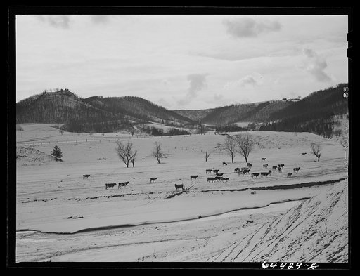 Untitled photo, possibly related to: La Crosse, Wisconsin (vicinity). Dairy farm