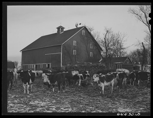 Untitled photo, possibly related to: Meeker County, Minnesota. Mike McRaith farms eighty acres