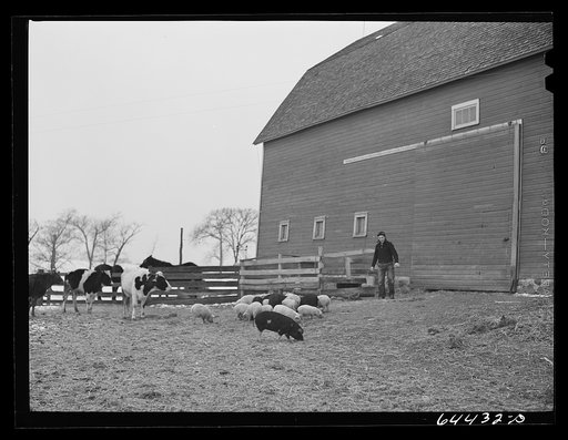 Untitled photo, possibly related to: Meeker County, Minnesota. Mike McRaith farms eighty acres