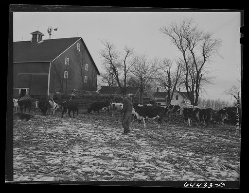 Untitled photo, possibly related to: Meeker County, Minnesota. Mike McRaith farms eighty acres