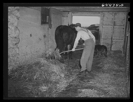 Meeker County, Minnesota. Hired hand on Pat McRaith farm loading manure onto shed