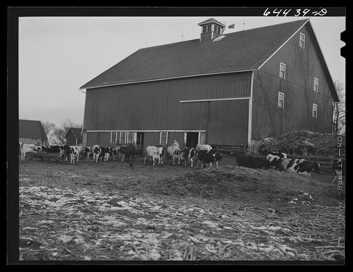 Untitled photo, possibly related to: Meeker County, Minnesota. Mike McRaith farms eighty acres