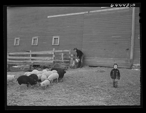 Untitled photo, possibly related to: Meeker County, Minnesota. Mike McRaith farms eighty acres