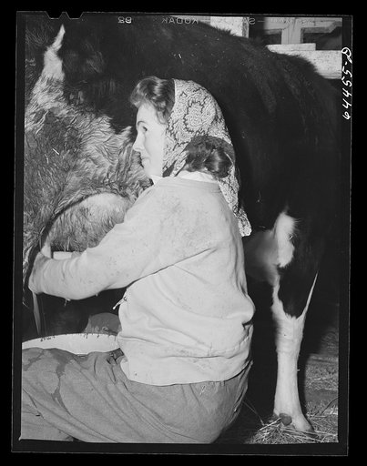 Untitled photo, possibly related to: Meeker County, Minnesota. One of the McRaith grandchildren milking