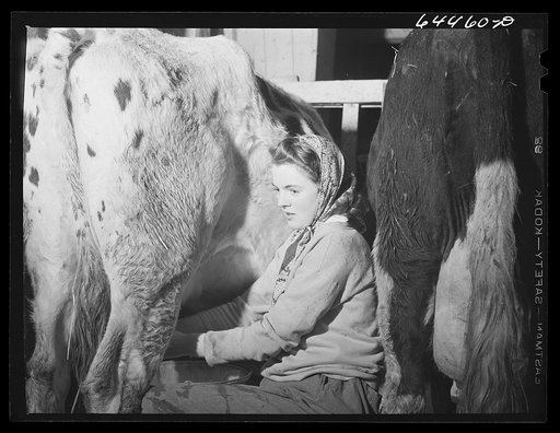 Meeker County, Minnesota. One of the McRaith grandchildren milking