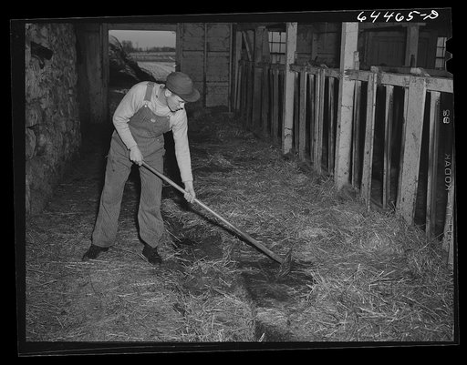 Untitled photo, possibly related to: Meeker County, Minnesota. Cleaning out the barn in the morning on the Pat McRaith farm