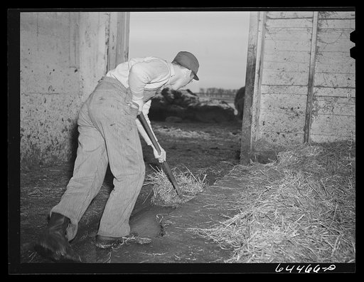 Meeker County, Minnesota. Cleaning out the barn in the morning on the Pat McRaith farm