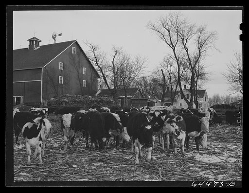 Untitled photo, possibly related to: Meeker County, Minnesota. Mike McRaith farms eighty acres