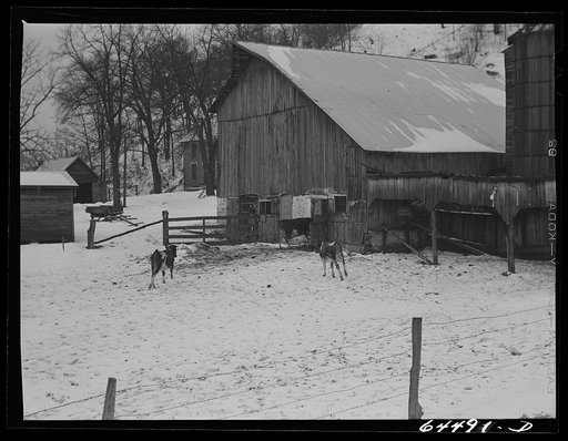 Untitled photo, possibly related to: Richland County, Wisconsin. Dairy farm