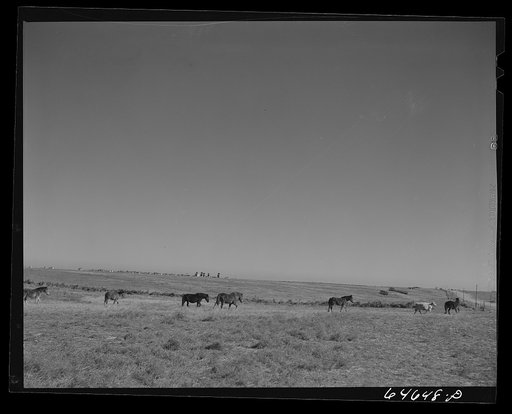Cressbard, South Dakota. Horses going for water (in background)