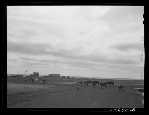 Ziebach County, South Dakota. Cows going home