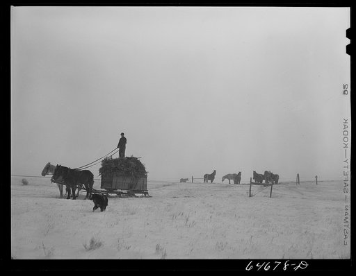 Morton County, North Dakota. Hauling feed