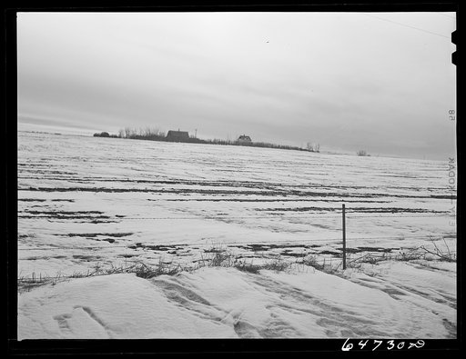 Divide County, North Dakota. Farm with shelter belt