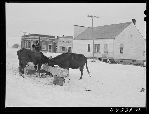 Zahl, North Dakota. Watering cows at the town pump