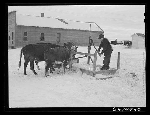 Untitled photo, possibly related to: Zahl, North Dakota. Watering cows at the town pump