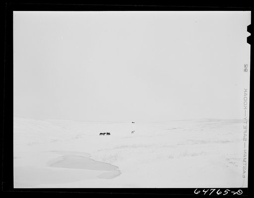 Stark County, North Dakota. Horse grazing country