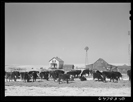 Morton County, North Dakota. Stock farm