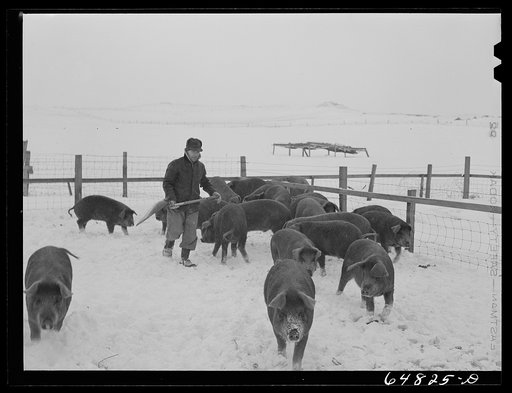 Adams County, North Dakota. Hogs belonging to George P. Moeller, stock farmer