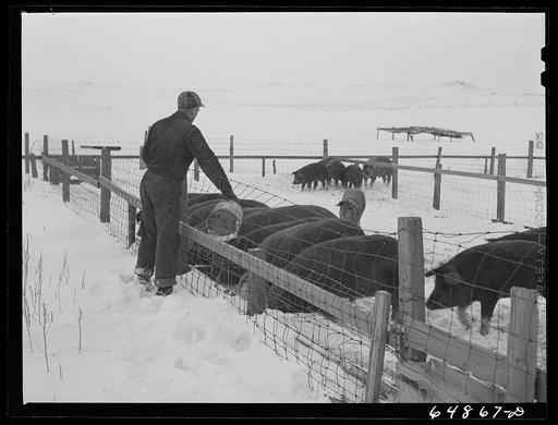 Adams County, North Dakota. Hogs belonging to George P. Moeller, stock farmer