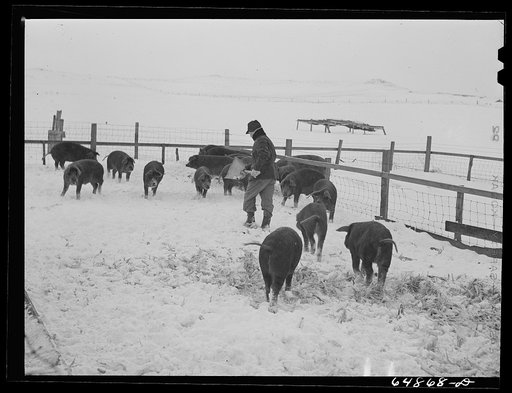Untitled photo, possibly related to: Adams County, North Dakota. Hogs belonging to George P. Moeller, stock farmer