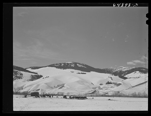 Beaverhead County, Montana. Horses feeding