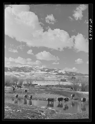 Madison County, Montana. Winter feeding on cattle ranch