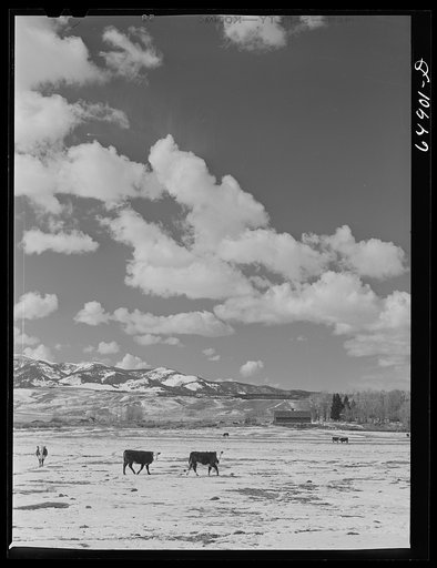 Untitled photo, possibly related to: Madison County, Montana. Winter feeding on cattle ranch