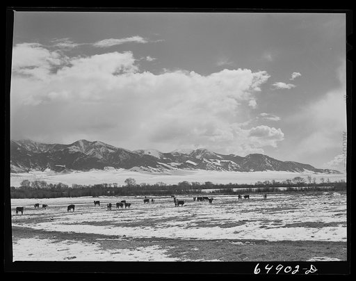 Madison County, Montana. Winter feeding on cattle ranch