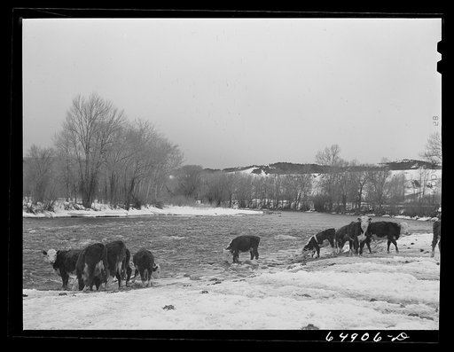 Untitled photo, possibly related to: Madison County, Montana. Winter feeding on cattle ranch