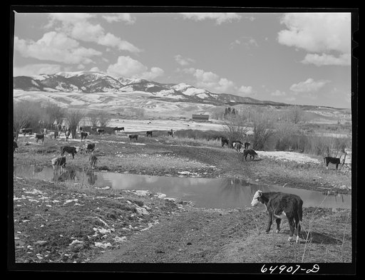 Untitled photo, possibly related to: Madison County, Montana. Winter feeding on cattle ranch