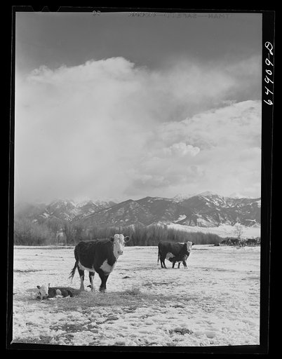 Untitled photo, possibly related to: Madison County, Montana. Winter feeding on cattle ranch