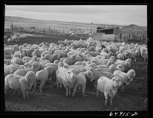 Untitled photo, possibly related to: McCone County, Montana. Sheep grazing on land leased from the railroad