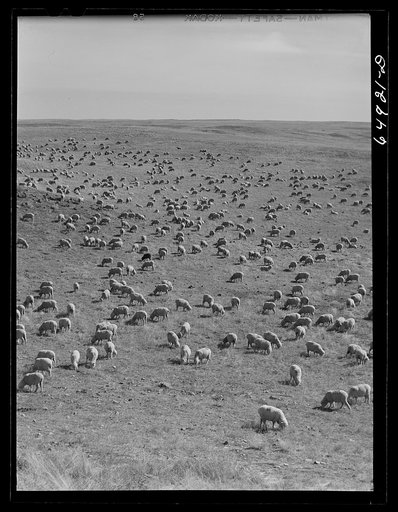 McCone County, Montana. Sheep grazing on land leased from the railroad