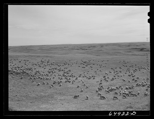 Untitled photo, possibly related to: McCone County, Montana. Sheep grazing on land leased from the railroad