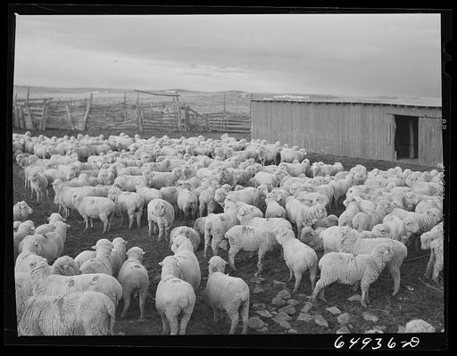 Untitled photo, possibly related to: McCone County, Montana. Sheep grazing on land leased from the railroad