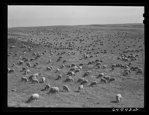 McCone County, Montana. Sheep grazing on land leased from the railroad