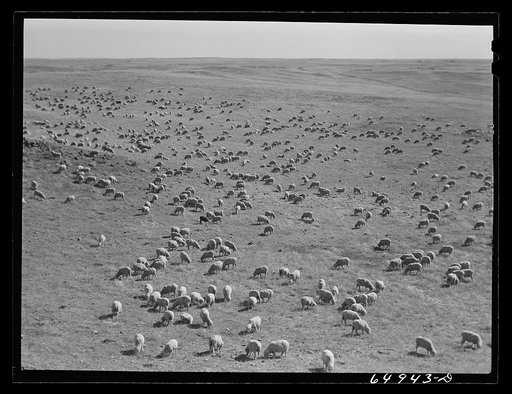 Untitled photo, possibly related to: McCone County, Montana. Sheep grazing on land leased from the railroad