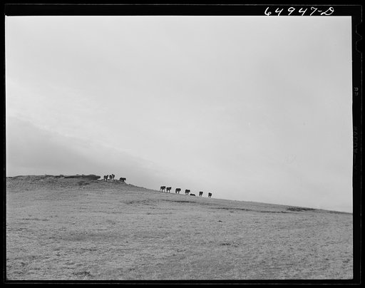 McCone County, Montana. Horses grazing