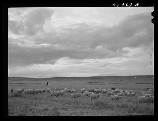 Garfield County, Montana. Sheep and herder