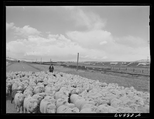 Untitled photo, possibly related to: Beaverhead County, Montana. Sheepherder coming down from winter on the range for lambing season