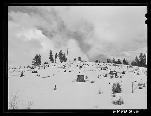 Granite County, Montana. Cut-over land