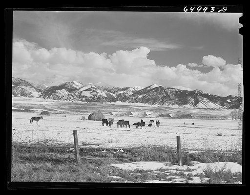 Beaverhead County, Montana. Horses feeding