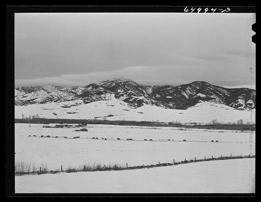 Gallatin County, Montana. Cattle winter feeding