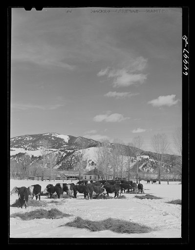 Untitled photo, possibly related to: Beaverhead County, Montana. Cattle winter feeding at the north end of the Big Hole Basin