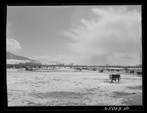 Beaverhead County, Montana. Cattle winter feeding