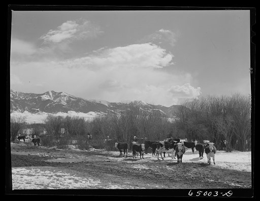 Untitled photo, possibly related to: Madison County, Montana. Winter feeding on cattle ranch