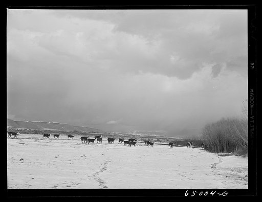 Untitled photo, possibly related to: Beaverhead County, Montana. Cattle winter feeding at the north end of the Big Hole Basin