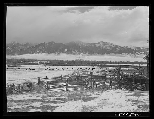 Beaverhead County, Montana. Cattle winter feeding along stream at ranch