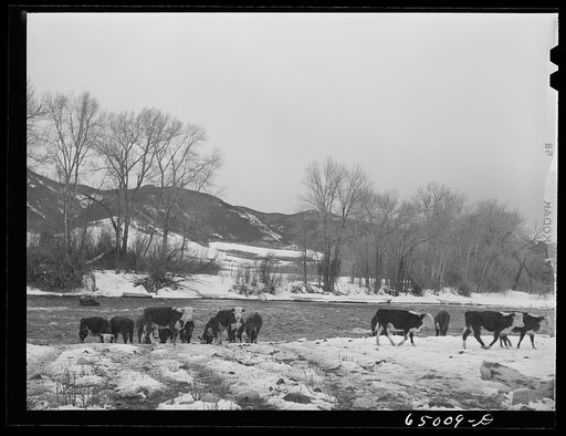 Untitled photo, possibly related to: Madison County, Montana. Winter feeding on cattle ranch